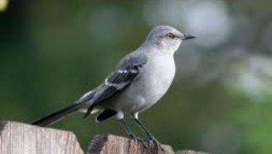 Northern mockingbird: We just don't think you're good enough.