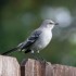 Northern mockingbird: We just don't think you're good enough.
