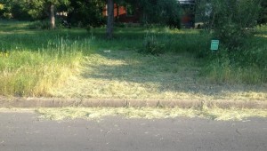 DON YOUNG WAS SURPRISED TO FIND A STRANGER WACKING DOWN HIS FRONT YARD WILDLIFE HABITAT EARLIER THIS WEEK.