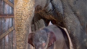 Elephant