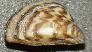 TYPICAL ZEBRA MUSSEL (photo courtesy of Wikipedia)