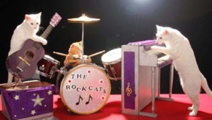 AcroCats7