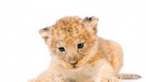 THIS LION COULD HAVE BEATEN THE COWBOYS YESTERDAY.