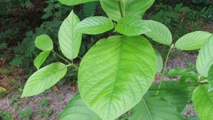 KRATOM COMES FROM THE LEAVES OF THE MITRAGYNA SPECIOSA TREE FOUND IN SOUTHEAST ASIA (Wikipedia photo).