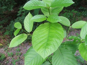 kratom leaves KRATOM COMES FROM THE LEAVES OF THE MITRAGYNA SPECIOSA TREE FOUND IN SOUTHEAST ASIA (Wikipedia photo).