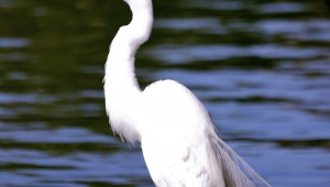 One cattle egret is a pretty bird, but hundreds can be a real nuisance.