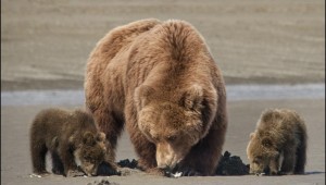 Sky (middle) and her cubs forage for clams on a beach in Bears.