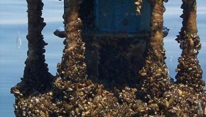 ZEBRA MUSSEL COLONY (photo courtesy Wikipedia)