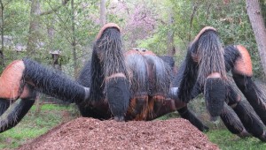 tarantula