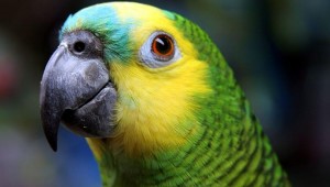 JIMMY BUFFETT FANS ARE KNOWN AS PARROTHEADS, AND THEY'RE EXCITED ABOUT COMING TO FORT WORTH (wikipedia photo)