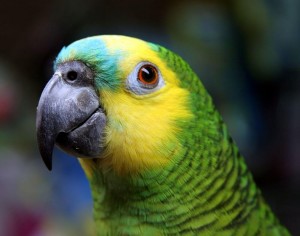 parrot JIMMY BUFFETT FANS ARE KNOWN AS PARROTHEADS, AND THEY'RE EXCITED ABOUT COMING TO FORT WORTH (wikipedia photo)