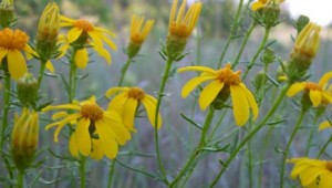TANDY HILLS WILDFLOWERS (photo by Don Young)