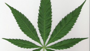 pot