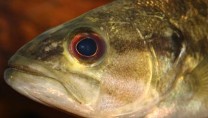 bass