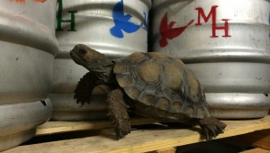 Turtle beer