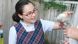 Lola meets Hermione, one of two hens that she and her mom now rent. Lee Chastain