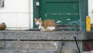 Dozens of abandoned cats still stay close to homes from which the people are gone.