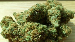 THAT'S POWERFUL LOOKING POT, BUT IS IT AS DANGEROUS AS CRACK AND HEROIN? (courtesy pixabay common domain)