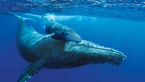 Fort Worth Museum of Science and History plays Humpback Whales in its IMAX theater.