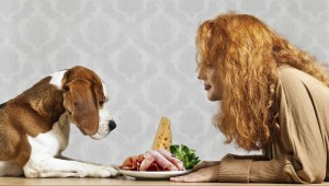 Dog-Food-466471677