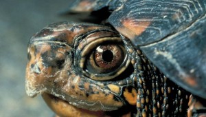 TOM THE TURTLE (photo courtesy wikimedia)