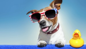 Summer-dog-485613811
