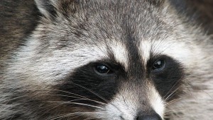 "PLEASE DON'T HIT ME WITH A ROCK OR SHOVEL, I'M WASHED OUT OF MY HOME AND LOOKING FOR A NICE MEAL AND A PLACE TO NAP." (photo courtesy of wikipedia)