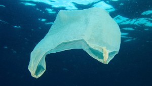 plastic-bags-186312235