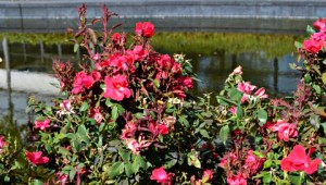 ROSE BUSH INFECTED WITH ROSE ROSETTA DISEASE.