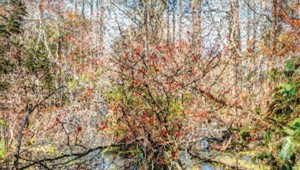 Luther Smith’s “Swamp, Port Royal, South Carolina, March 2015”