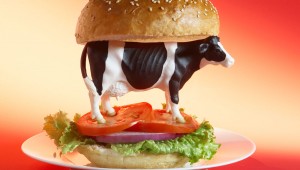 Cow-78816860