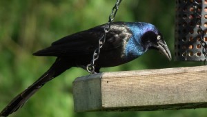 bird