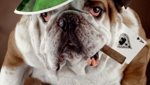 bulldog-poker-87649040