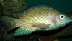 DON'T LET CLETUS ATKISS CATCH YOU EATING TILAPIA. (photo courtesy of Wikipedia)