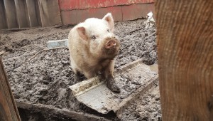 Wilbur and Babby loved the backyard slop. The neighbors? Not so much. Photo by Ryan Grounds.