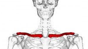 COLLARBONES (courtesy of Wikimedia Commons)