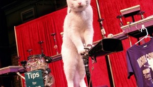 cat