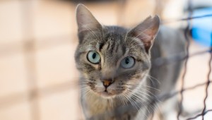 cat_000084833019_Medium