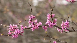 redbud