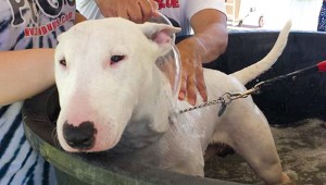 Marshall Grain Co. hosts the 7th Annual Pooch Pool Party Saturday.
