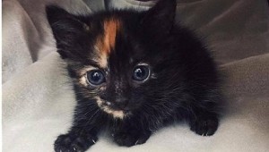 (Courtesy of Humane Society of North Texas)