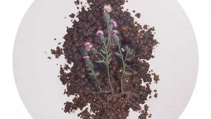 Hillary Dohoney’s “Creeping Thistle” is on display at Art Room.