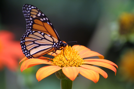 Treehill_Butterfly_Fest