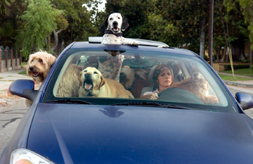 Molly Shannon copes with the loss of her dog in the wrong way in ‘Year of the Dog.’