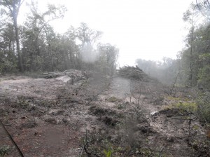 At the foot of one of the tree stands, Keystone heavy-equipment crews clear-cut some of the oldest forest in Texas. Peter Gorman