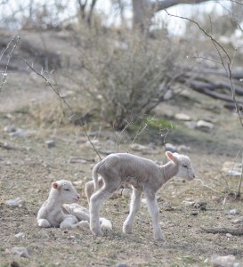 Cows and steers aren’t the only critters suffering through the drought. These newborn lambs on the Smith Ranch may find little to graze on.