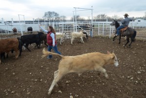 Cattle are loaded for sale at the Bonds Ranch.