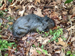 A nutria was among many wild animals covered in tar sands bitumen after an ExxonMobil spill in April. Courtesy Tar Sands Blockade