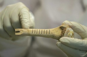 UNT scientists use Dremel tools to remove thin sections from bone. The sections are then reduced to powder to obtain DNA.