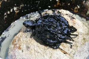 A map turtle, covered in oil, sits on a rock in a bucket after being rescued by Michigan workers conducting a search and rescue along the Kalamazoo River in 2010. Detroit Free Press/ZUMApress.com